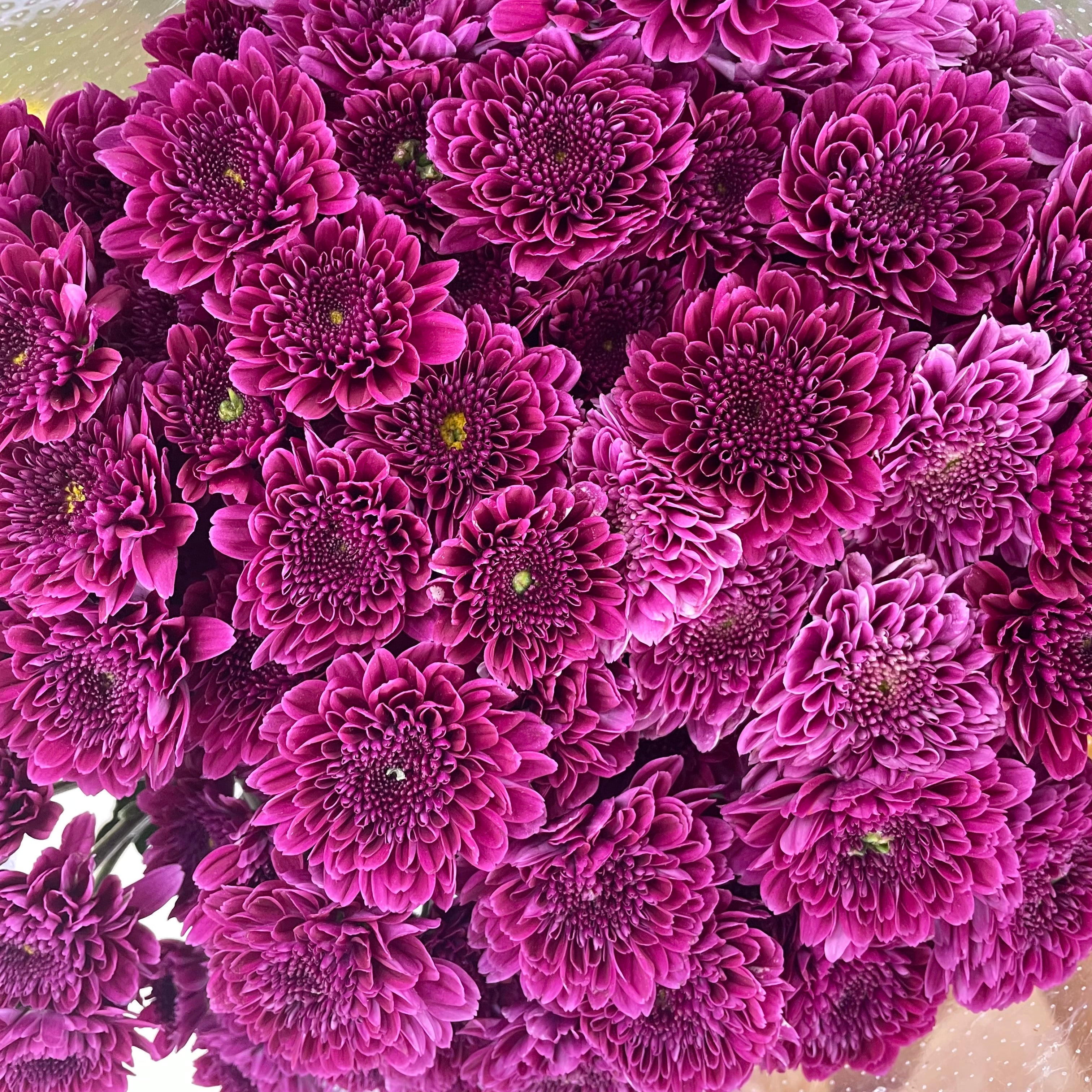 Chrysanthemum Pompom Purple 4 - (10-12 Stems)