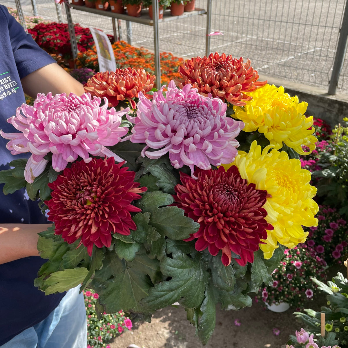 Chrysanthemum Disbud Mum Mix 菊花