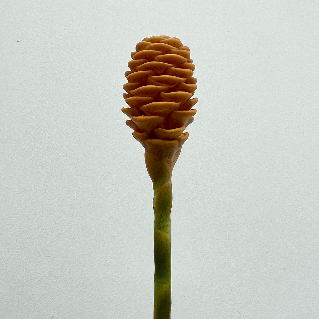 Wild Ginger 蜂巢姜花 - (Per Stems)