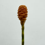 Wild Ginger 蜂巢姜花 - (Per Stems)