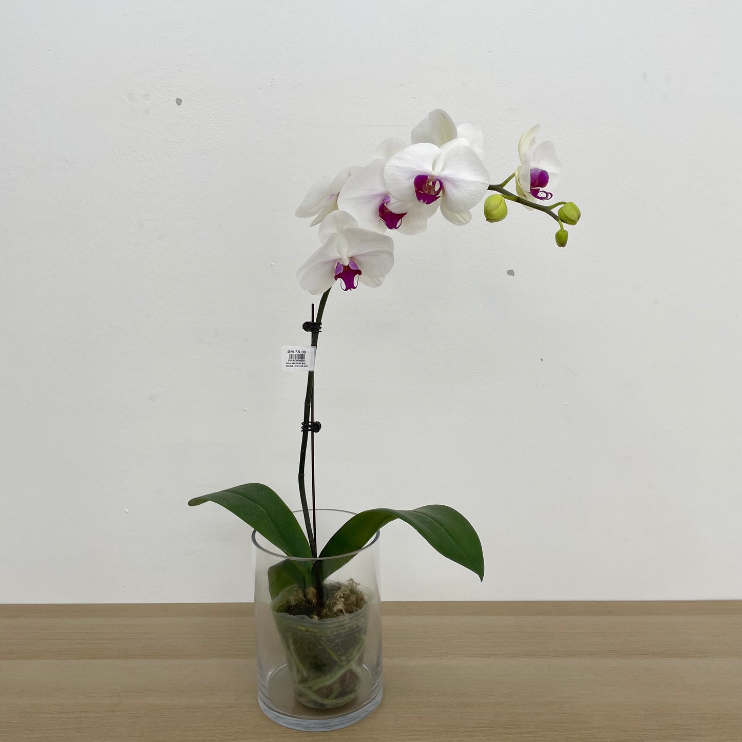 Phalaenopsis Orchid White Purple Big