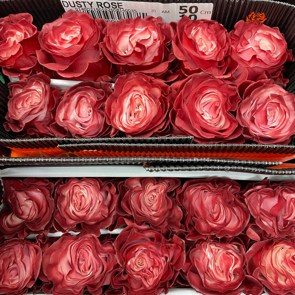 Rose Mondial Dusty 3 - (8-10 Stems)