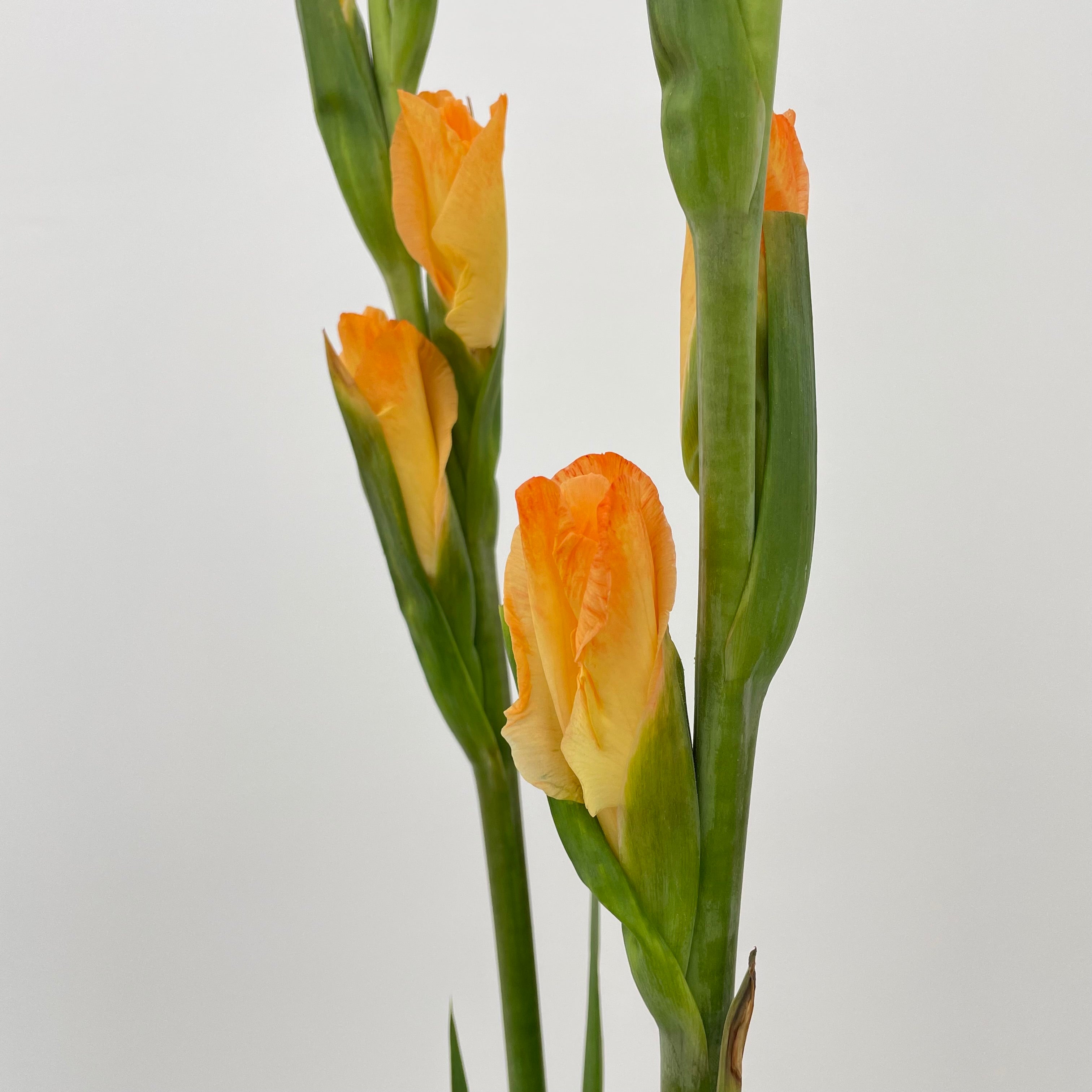 Gladiolus Orange 橘色剑兰花 - (10 Stems)