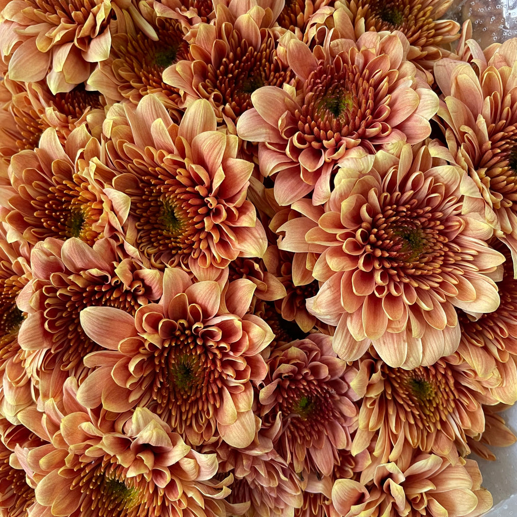 Chrysanthemum Pompom Orange 2 - (10-12 Stems)