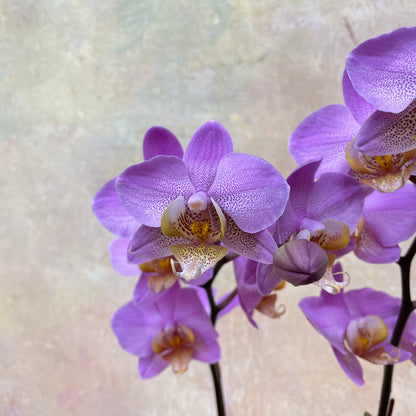 Phalaenopsis Orchid Purple Medium Double Stems