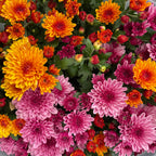 Chrysanthemum Pom-Pom (12寸盆) 菊花