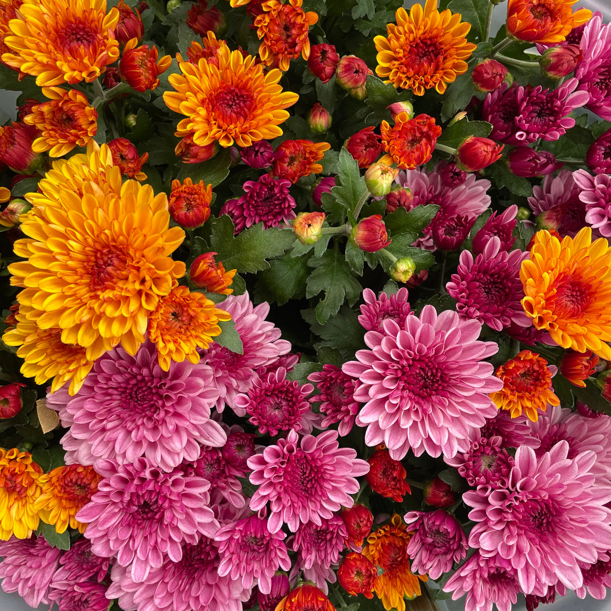 Chrysanthemum Pom-Pom (12寸盆) 菊花