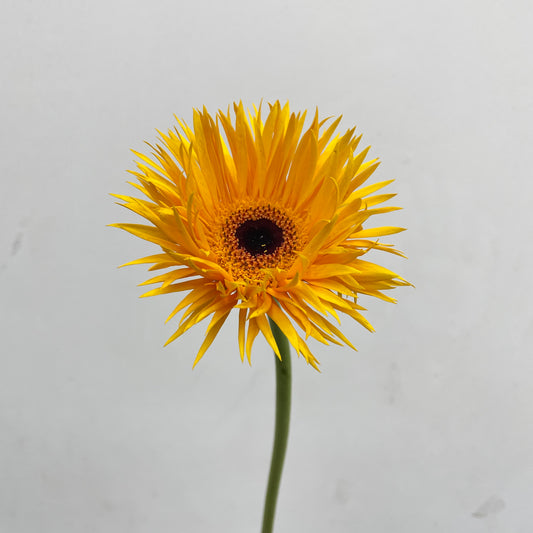 Gerbera Spider Yellow (8-10 Stems)