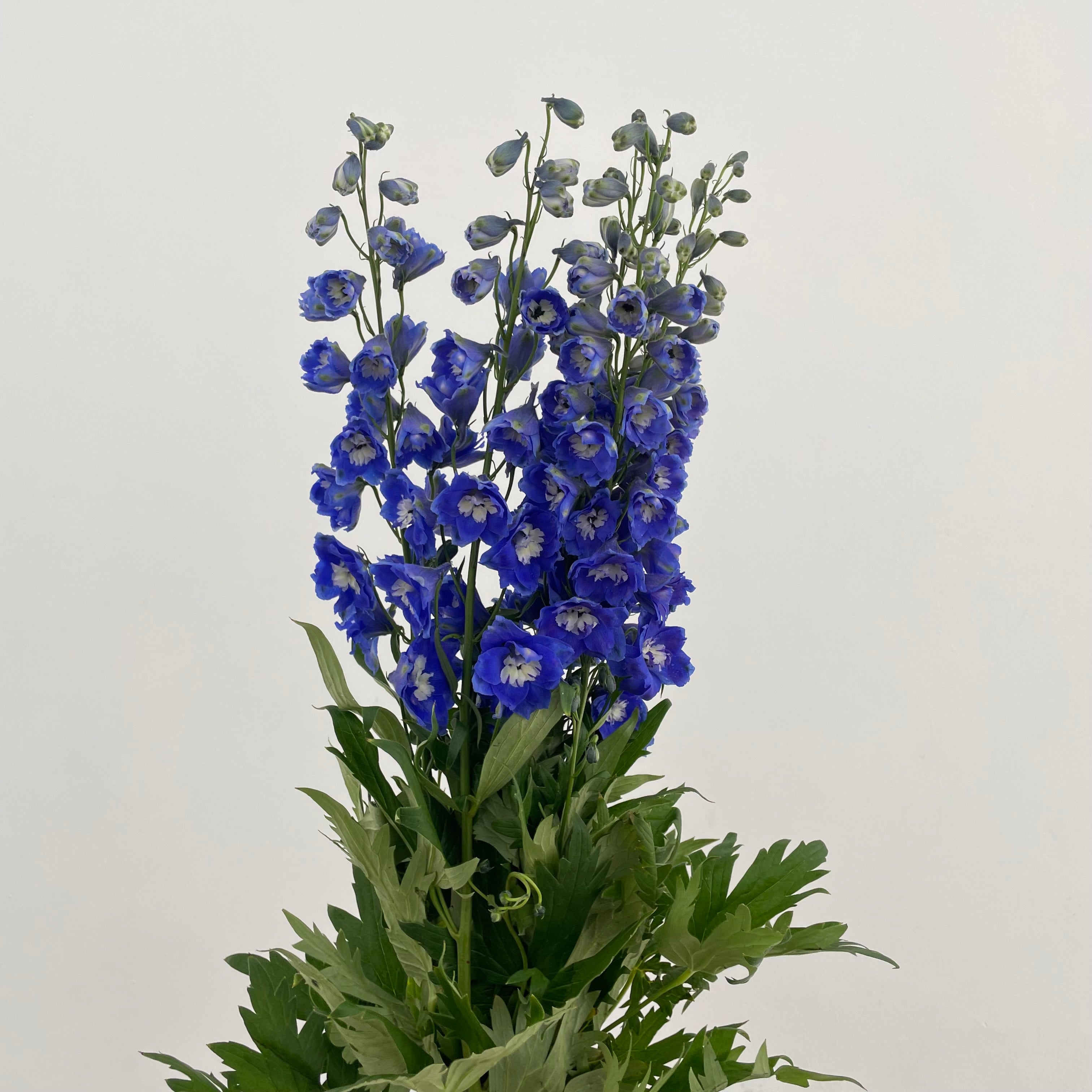Delphinium Short Blue - (5 Stems)