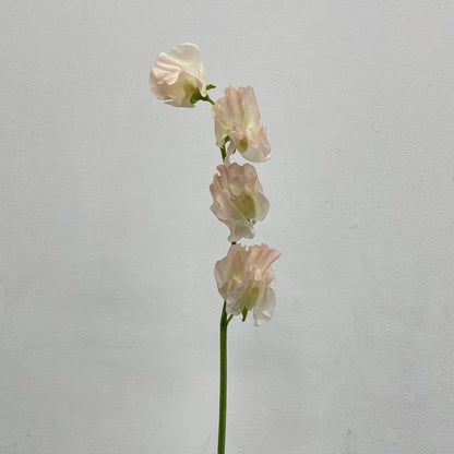 Sweet Pea Champagne - 5 Stems