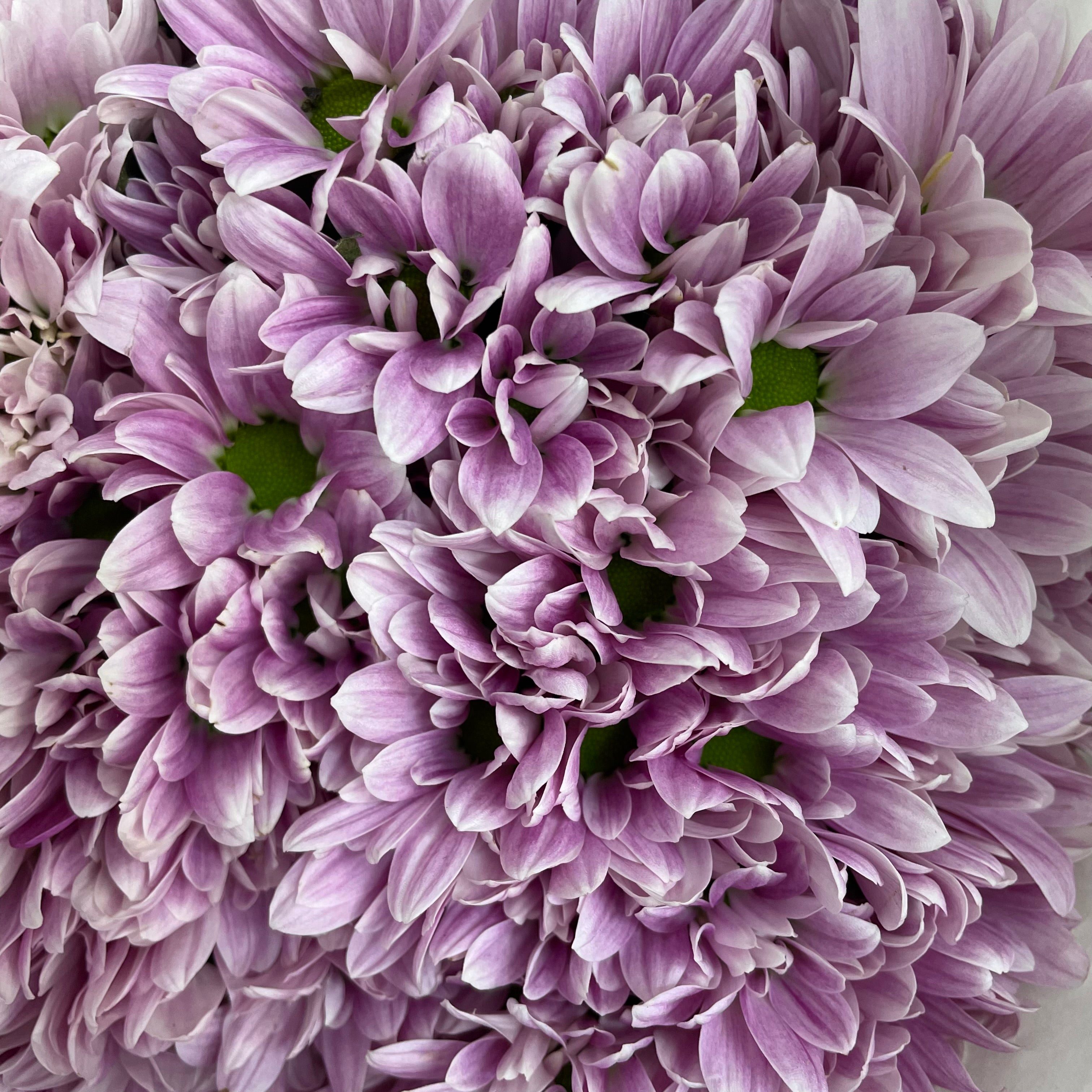 Chrysanthemum Pompom Daisy Light Purple 2 - (10-12 Stems)