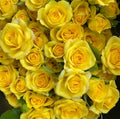 Rose Spray Dream Bobbi - (8-10 Stems)