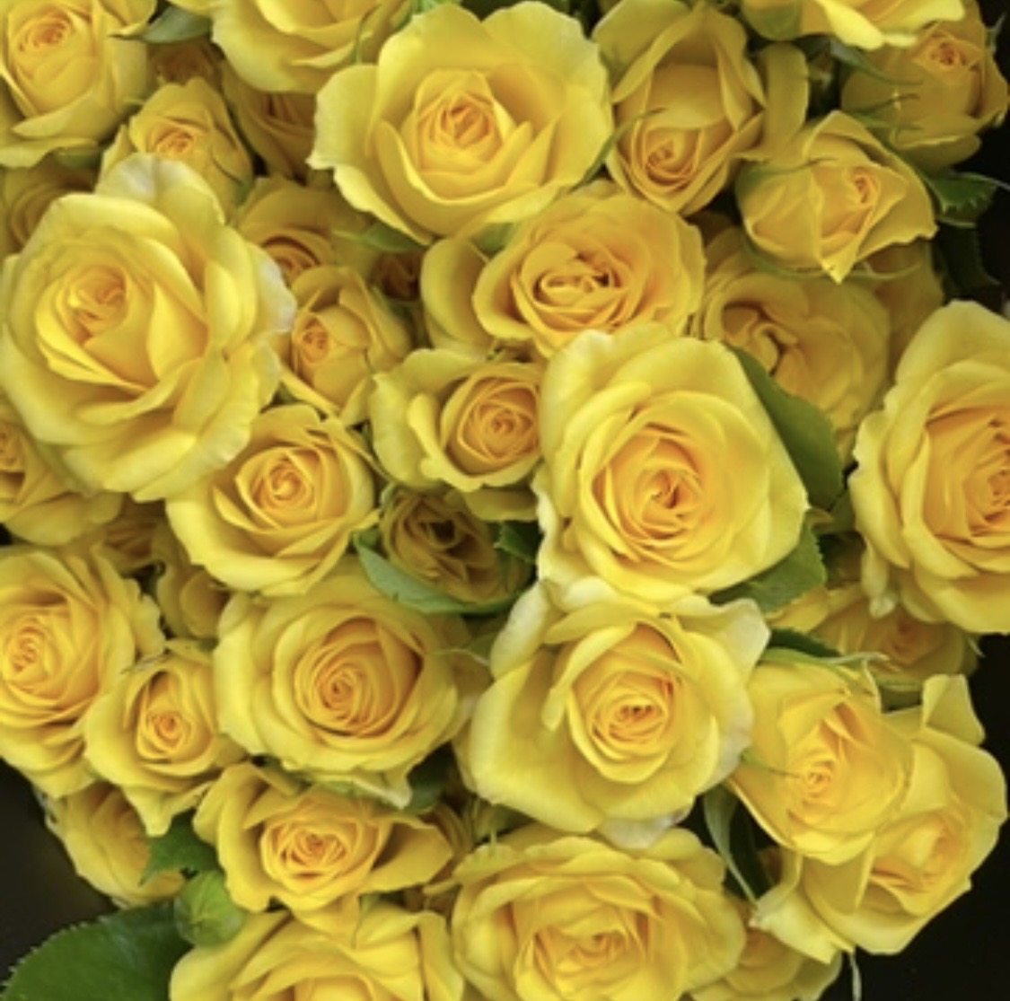 Rose Spray Dream Bobbi - (8-10 Stems)