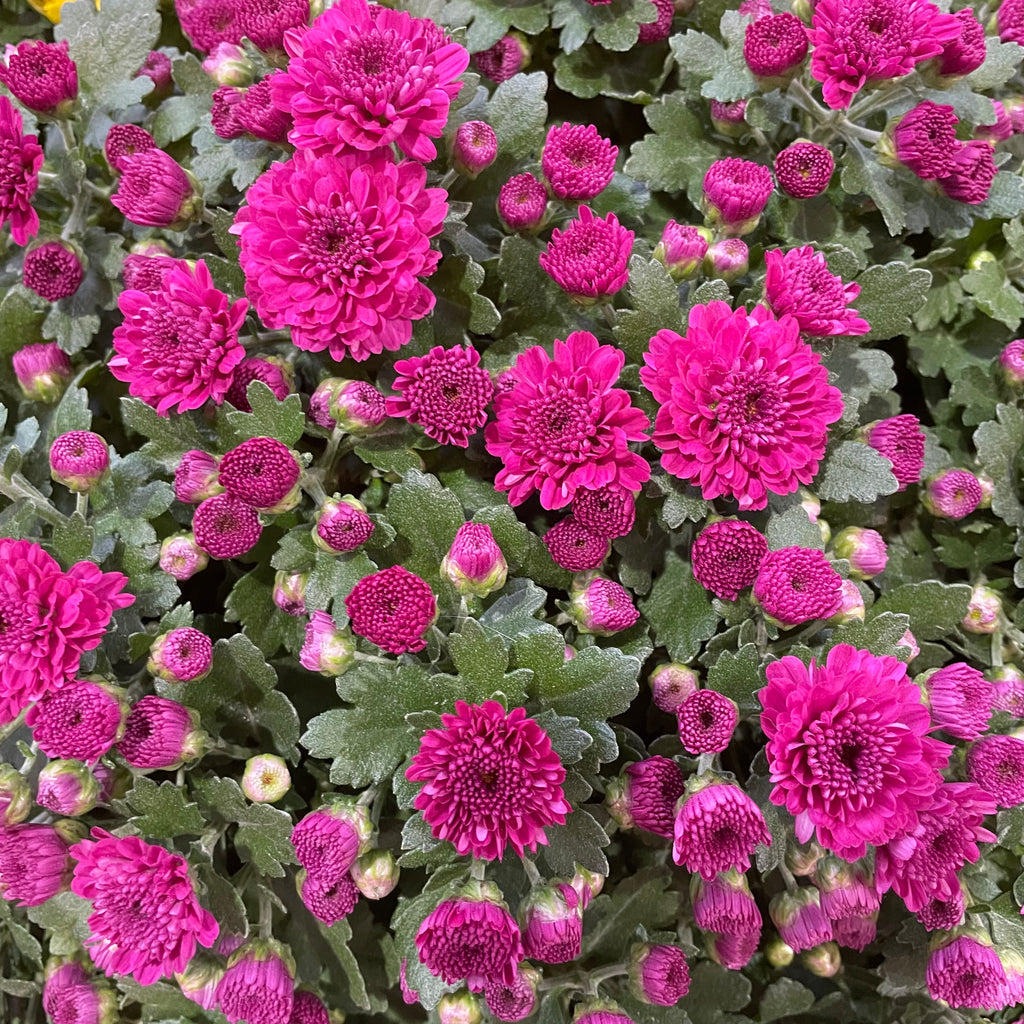 Chrysanthemum Gypsophilla P210  菊花满天星 2025