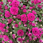 Chrysanthemum Gypsophilla P210  菊花满天星 2025