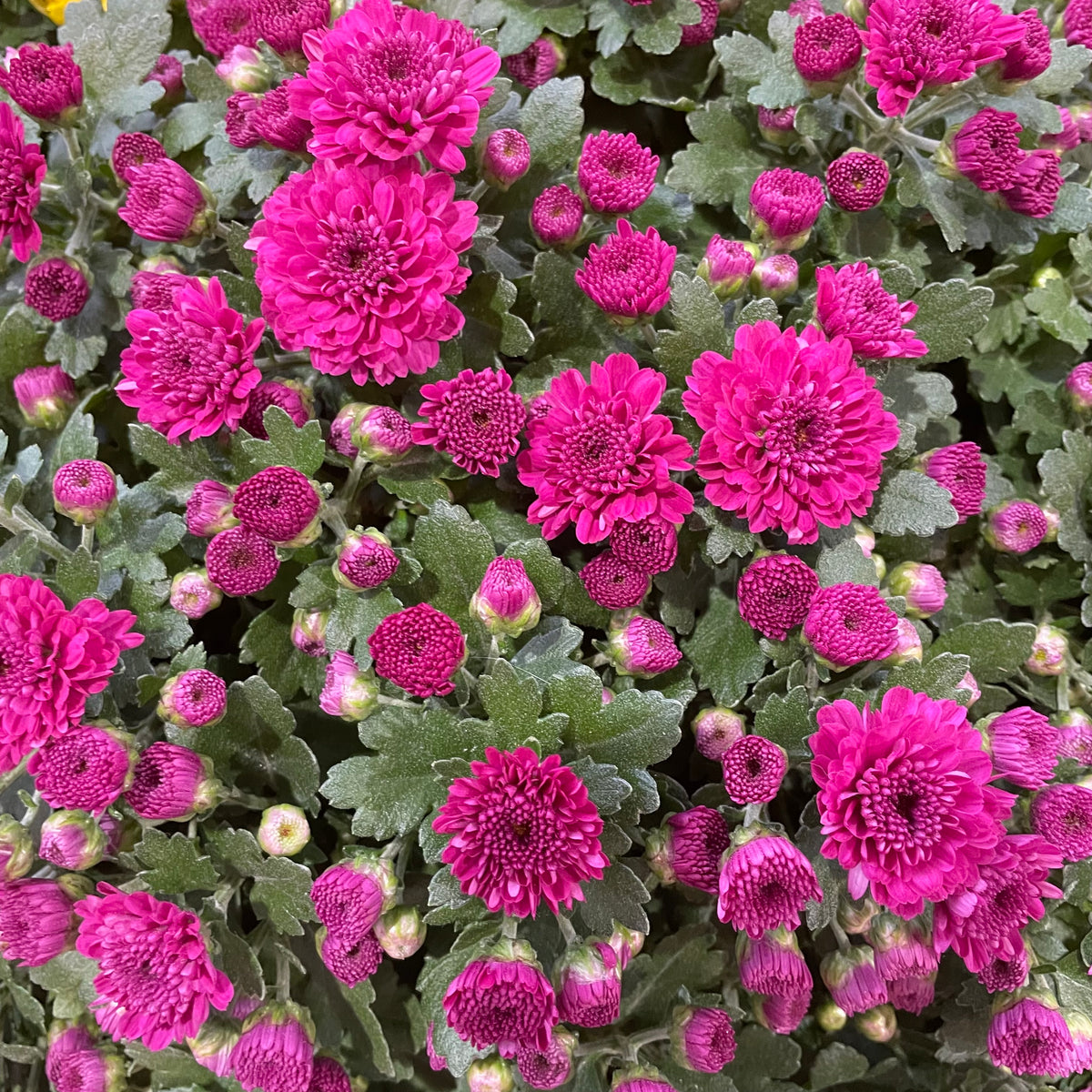 Chrysanthemum Gypsophilla P210  菊花满天星 2025