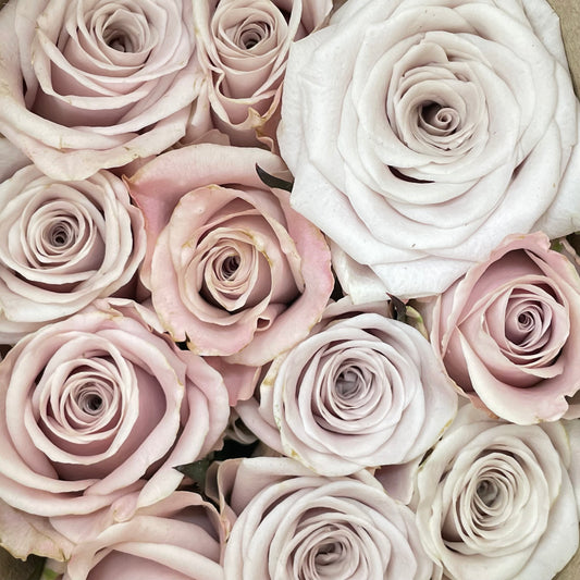 Rose Menta - (19-20 Stems)
