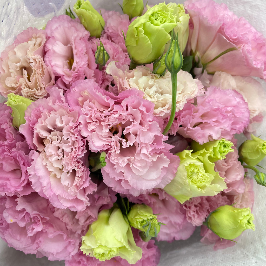 Eustoma Wave Sakura Pink - (12-15 Stems)