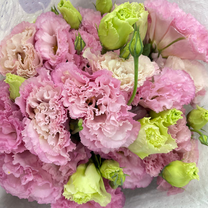Eustoma Wave Sakura Pink - (12-15 Stems)