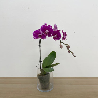 Phalaenopsis Orchid Purple Spot Line Big