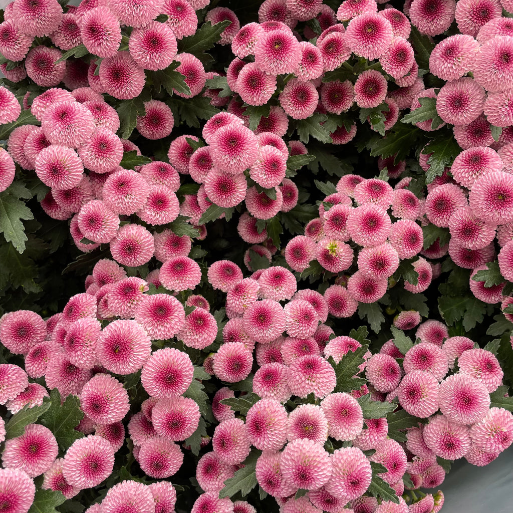 Chrysanthemum Pom-Pom (12寸盆) 菊花