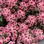 Chrysanthemum Pom-Pom (12寸盆) 菊花