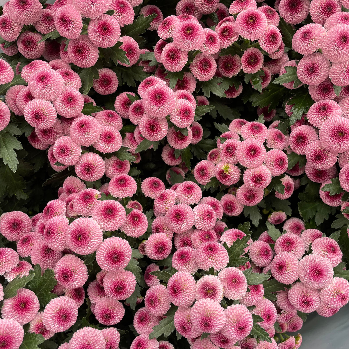 Chrysanthemum Pom-Pom (12寸盆) 菊花