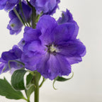 Delphinium Short Purple - (5 Stems)