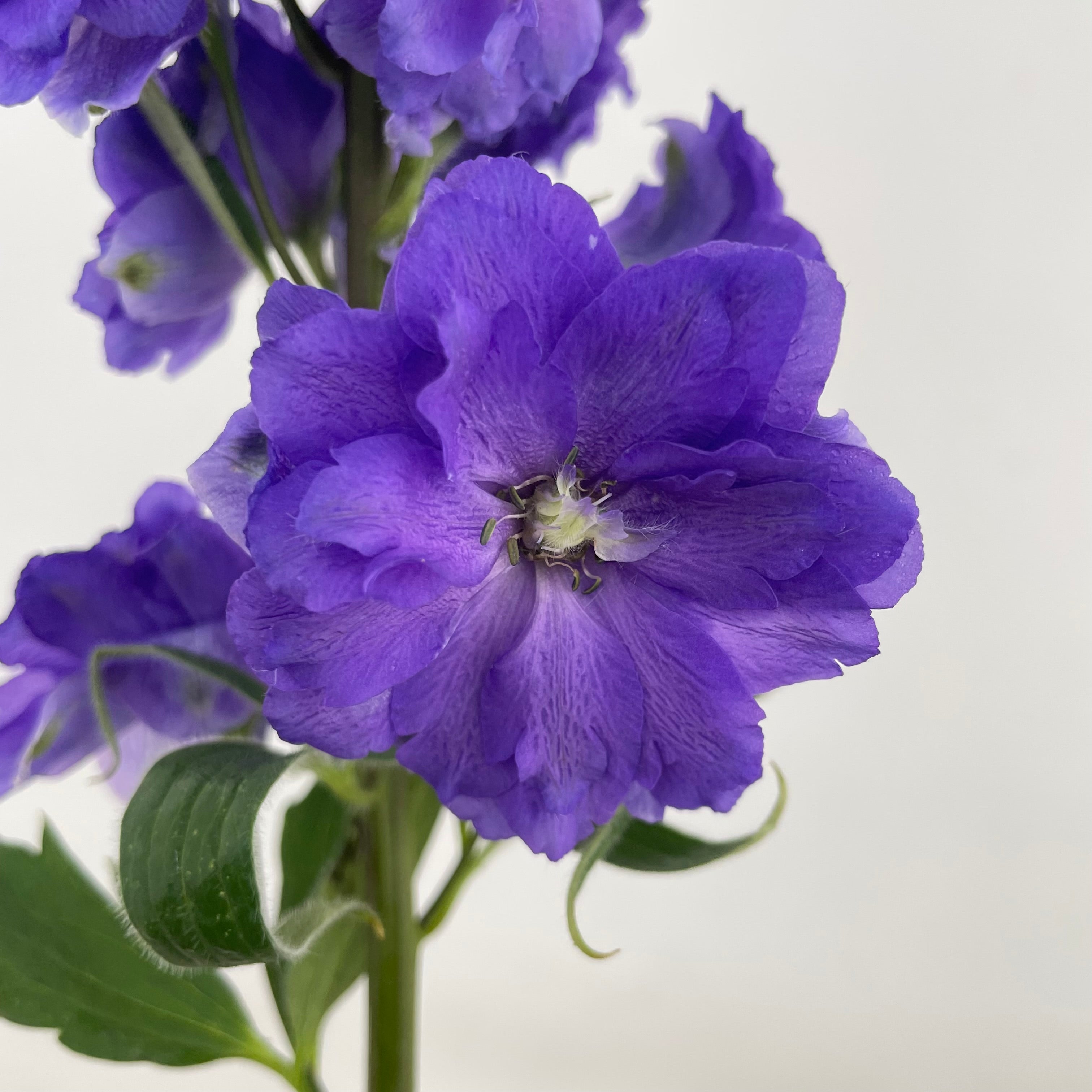 Delphinium Short Purple - (5 Stems)