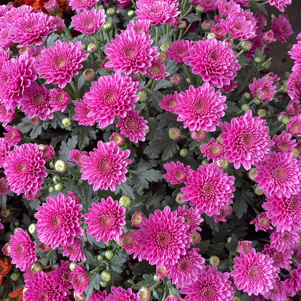 Chrysanthemum Gypsophilla P210 菊花满天星
