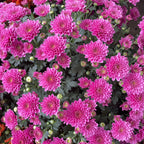 Chrysanthemum Gypsophilla P210 菊花满天星