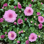 Chrysanthemum Pom-Pom 150P 菊花 2025