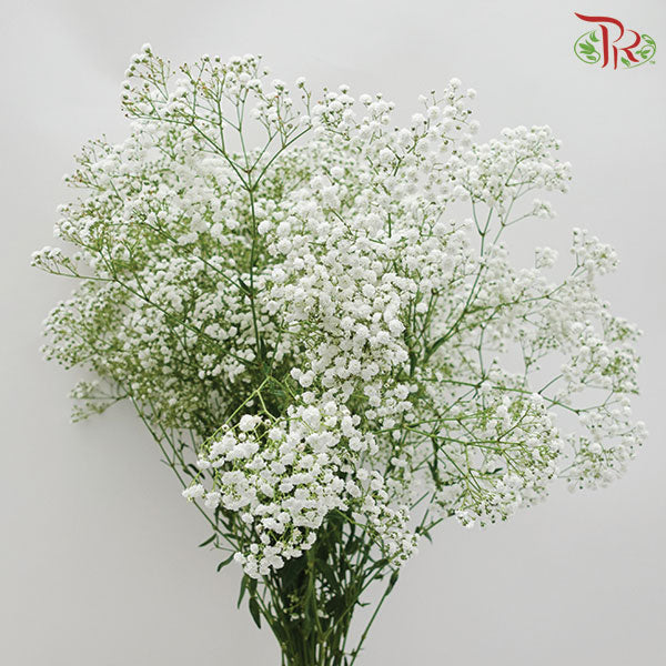 Baby's Breath Million Star - Pudu Ria Florist Southern