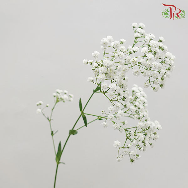 Baby's Breath Million Star - Pudu Ria Florist Southern