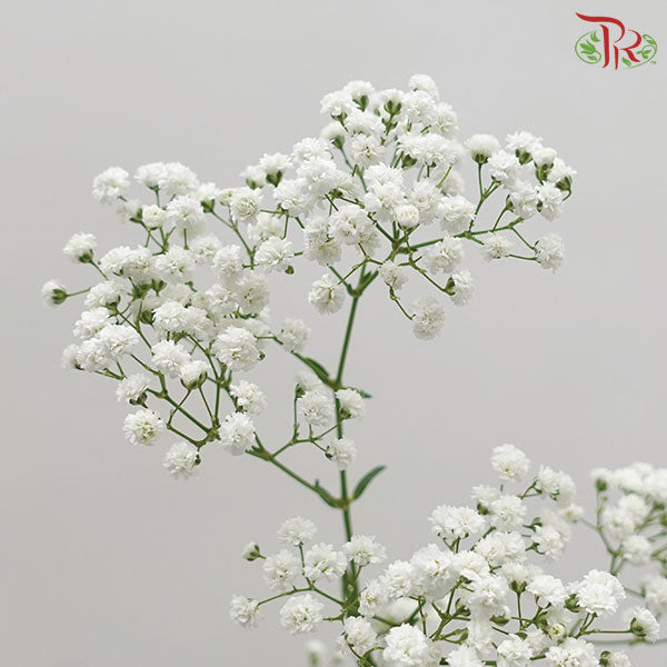 Baby's Breath Million Star - Pudu Ria Florist Southern