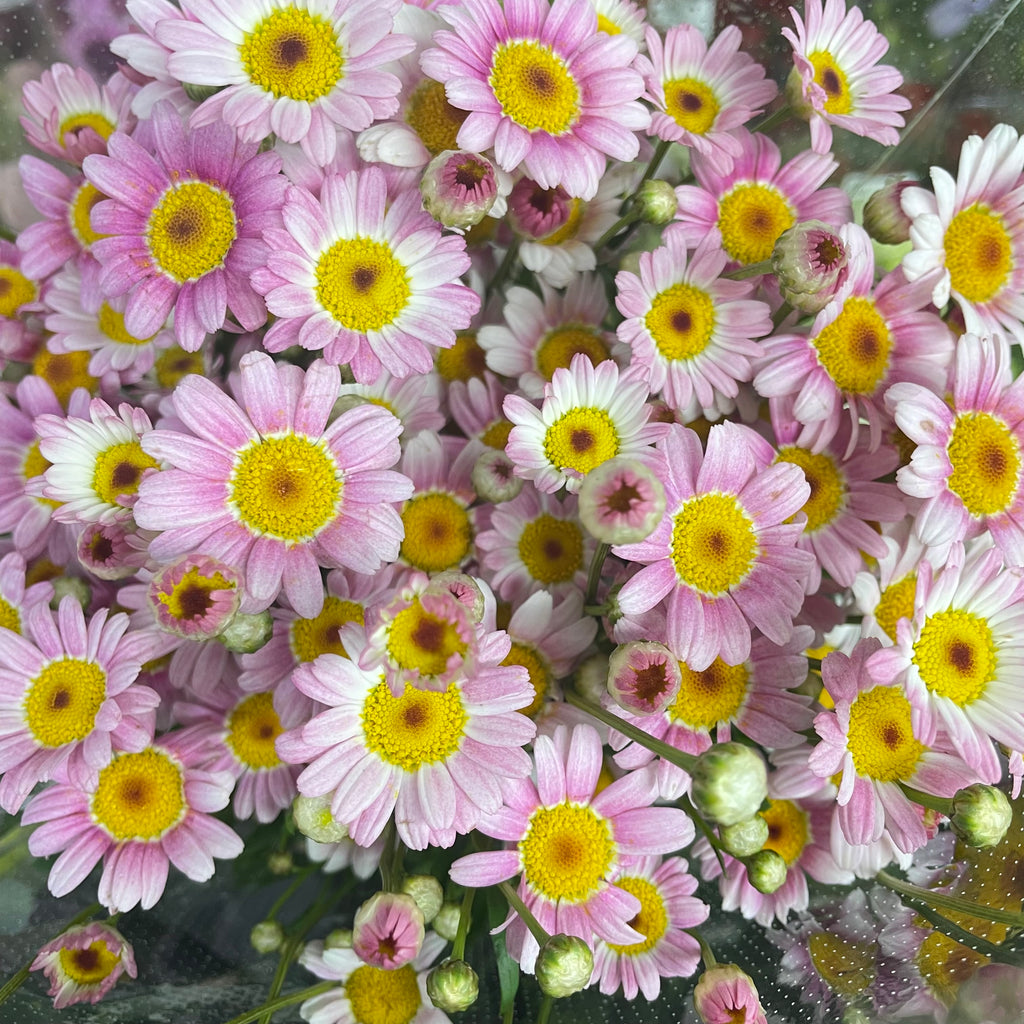 Margaret Pink - (Per Bundle)