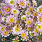 Margaret Pink - (Per Bundle)