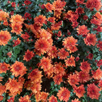 Chrysanthemum Pom-Pom 150P 菊花 2025
