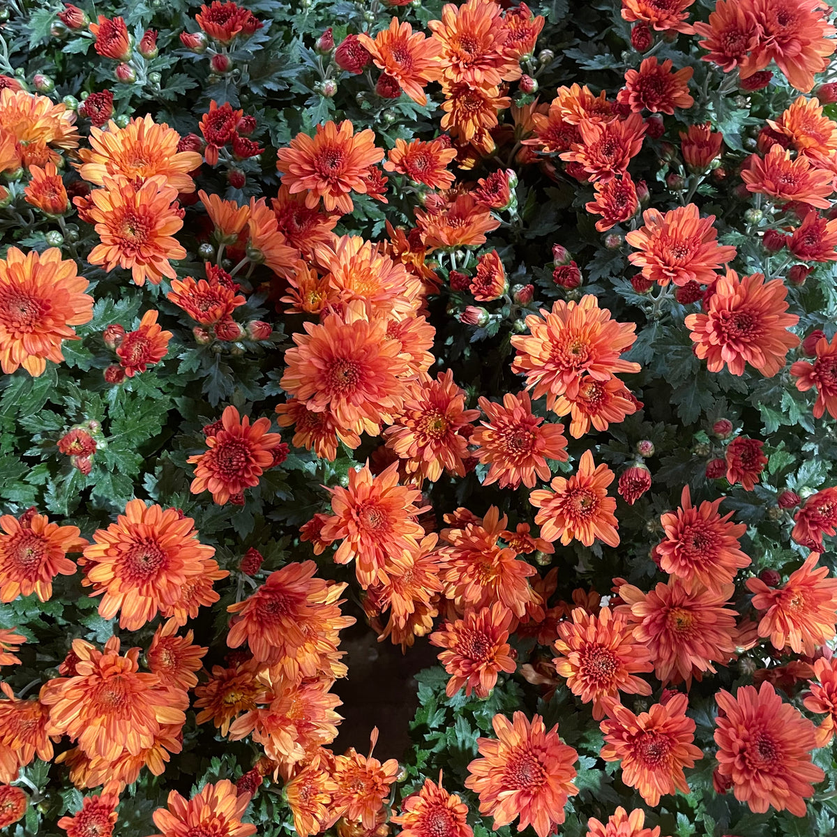 Chrysanthemum Pom-Pom 150P 菊花 2025