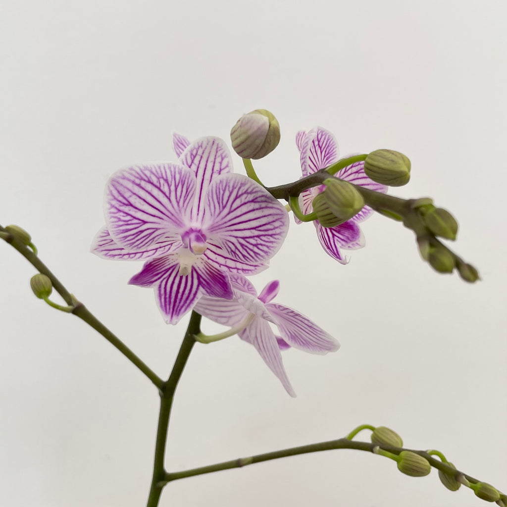 Phalaenopsis Orchid White Line Purple 2