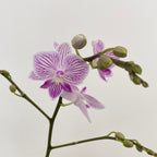 Phalaenopsis Orchid White Line Purple 2