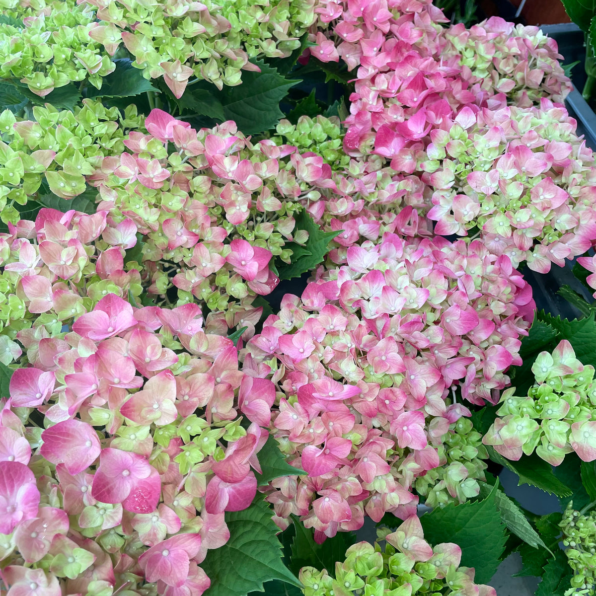 Hydrangea Plant