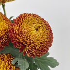 Fatt Choy Mum - (6 Stems)