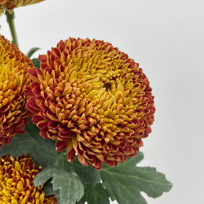 Fatt Choy Mum - (6 Stems)