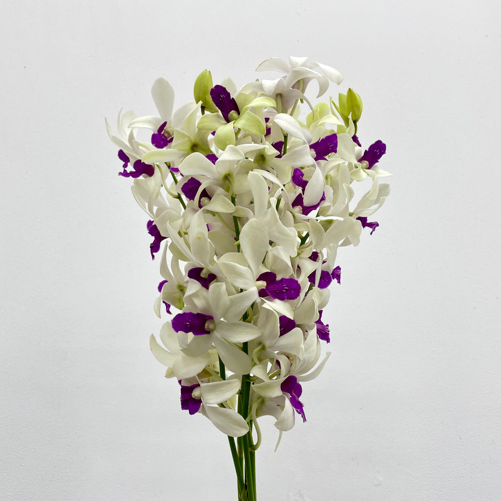 Dendrobium Orchid White Purple (M) - (5 Stems)