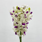 Dendrobium Orchid White Purple (M) - (5 Stems)