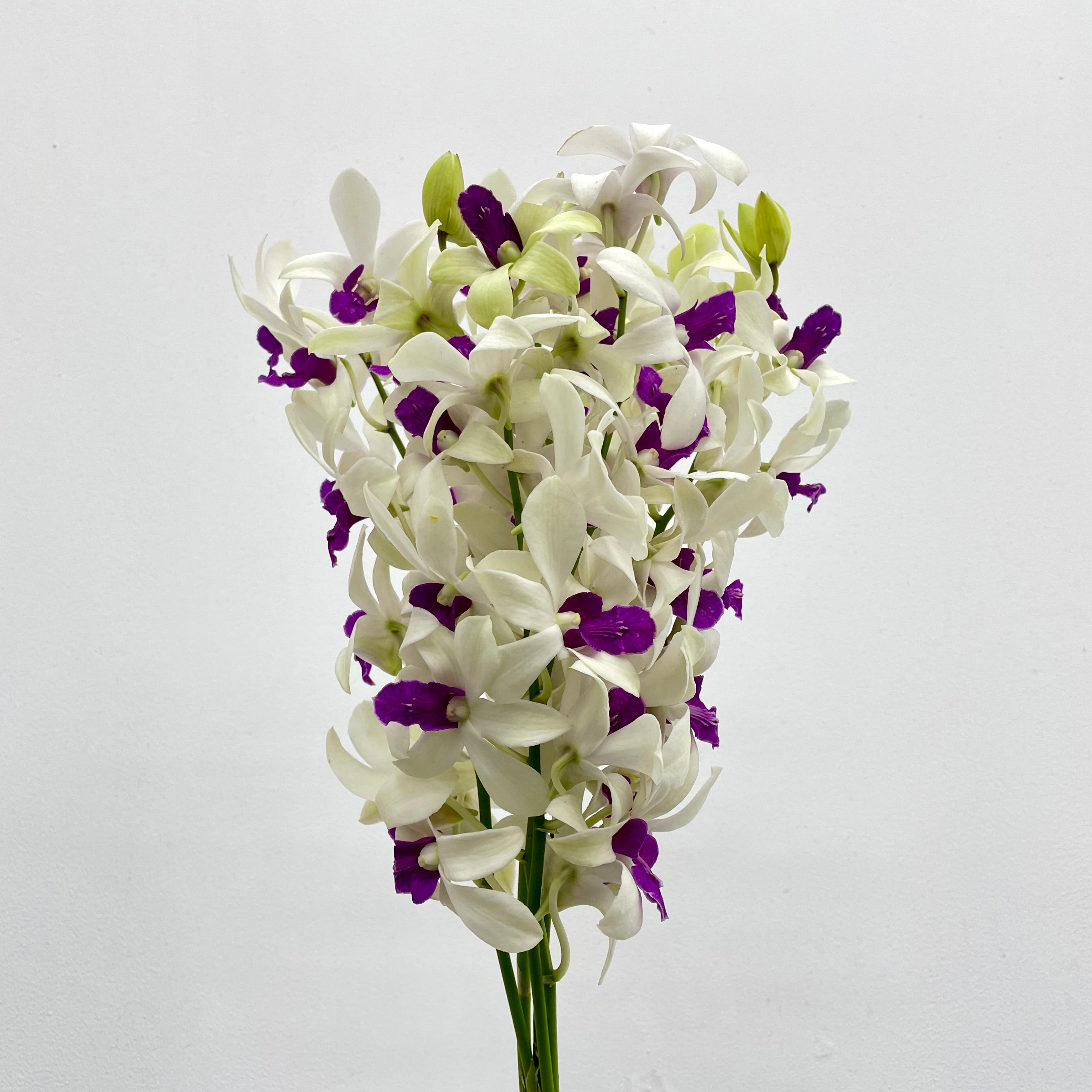 Dendrobium Orchid White Purple (M) - (5 Stems)