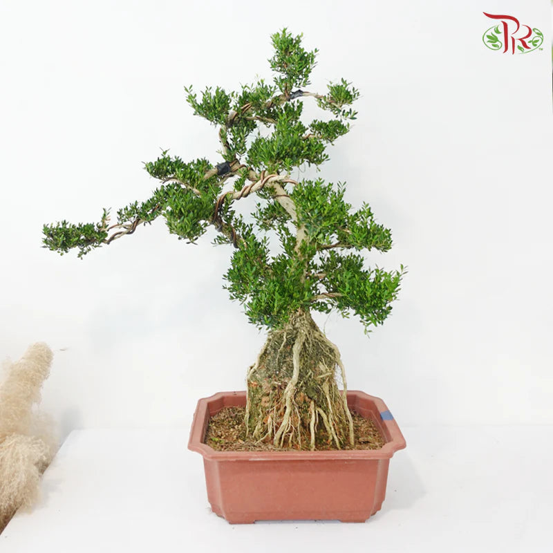 Buxus 黄杨盆景
