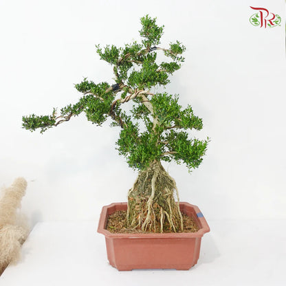 Buxus 黄杨盆景