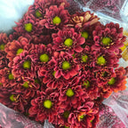 Chrysanthemum Pompom Daisy Dark Red 2 - (10-12 Stems)